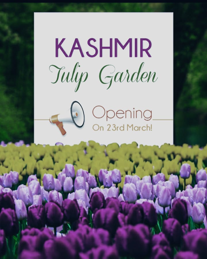 Kashmir Tulip Festival Honeymoon Package